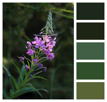 Inflorescence Epilobium Wild Plant Image